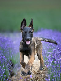 Dog standing on field