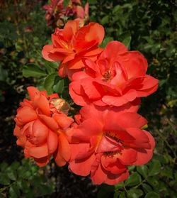 Close-up of flowers blooming outdoors