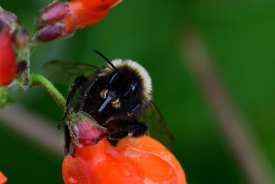 Macro shot of a bee on broad bean flowers
