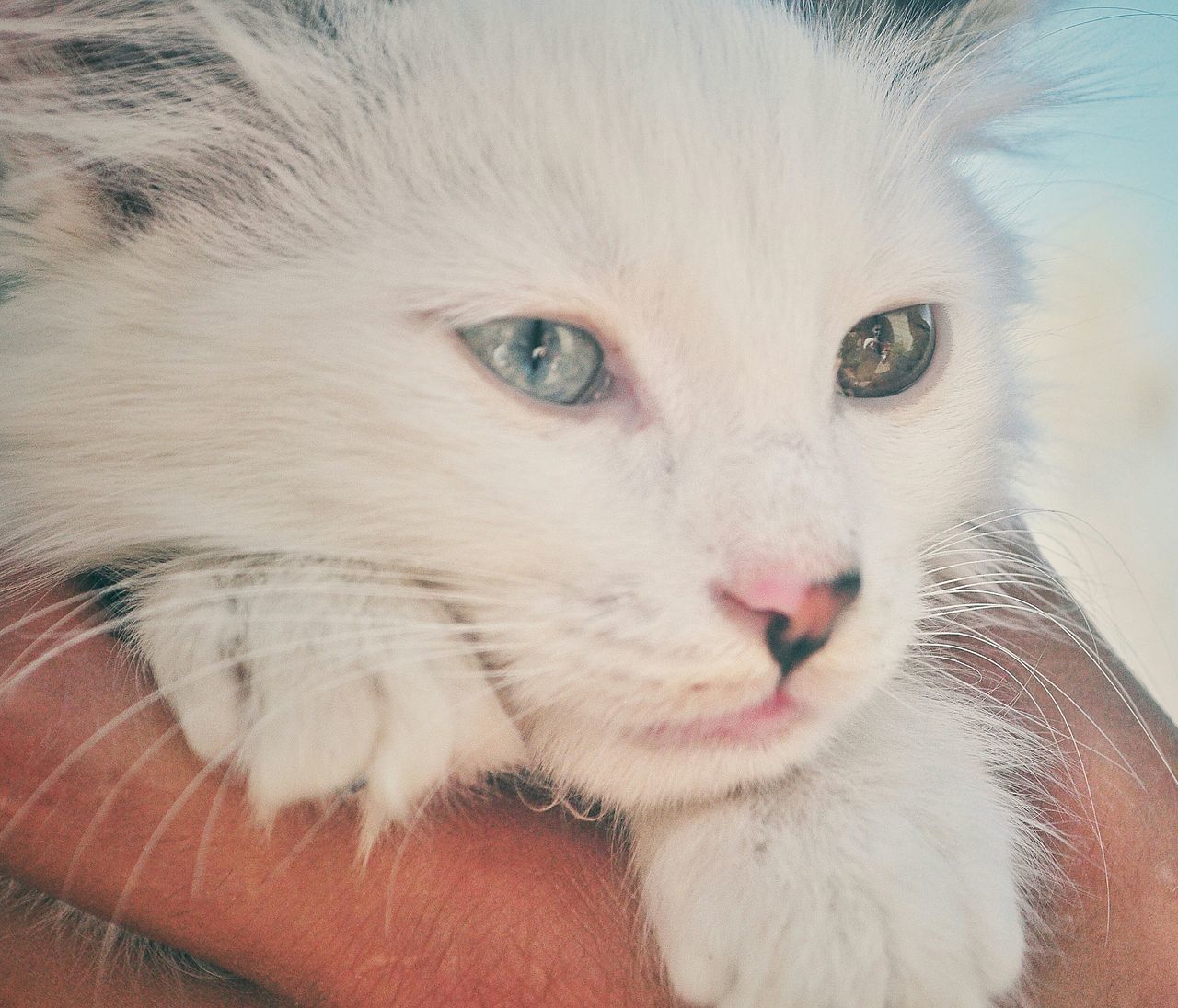 CLOSE-UP PORTRAIT OF CAT WITH EYES