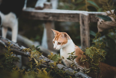 Cat sitting on a plant