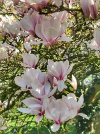 Close-up of white flowers