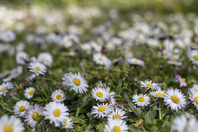 Close-up of white daisy flowers on field