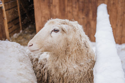 Sheep in snowy winter farm. animal farm life. cod snowy winter