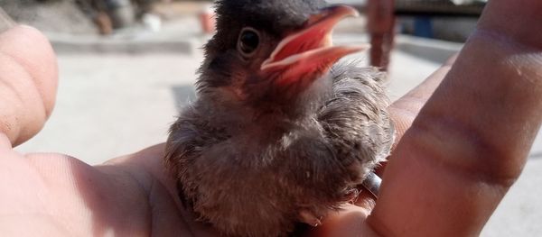 Close-up of hand holding bird