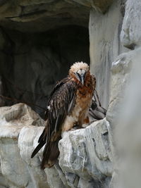 Low angle view of eagle perching on rock