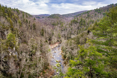 Scenic view of forest against sky