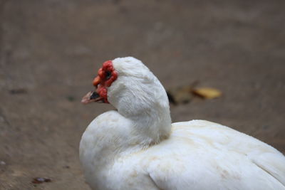 Close-up of a bird