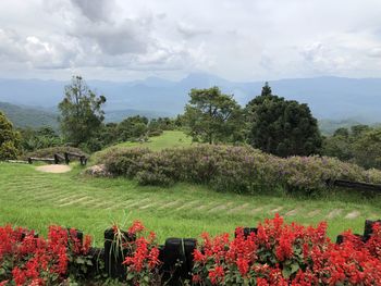 Scenic view of red flowering plants against sky