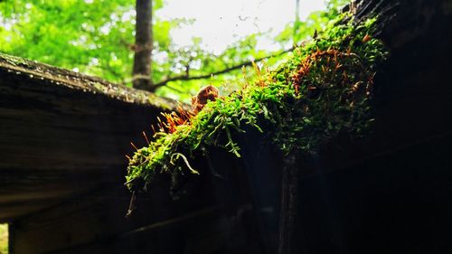 Plants growing on tree