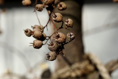 Close-up of dried plant