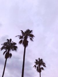 Low angle view of palm trees