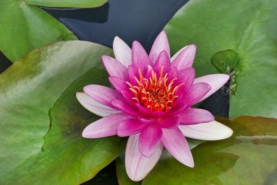 Close-up of lotus water lily in pond