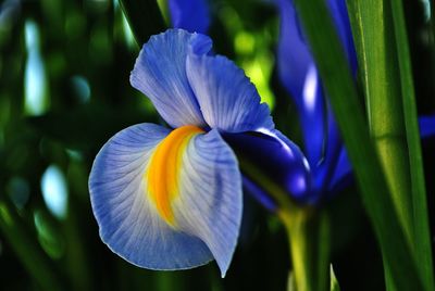 Close-up of purple iris