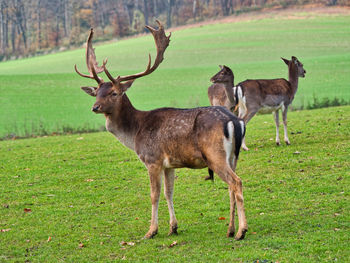 Deer standing in a field