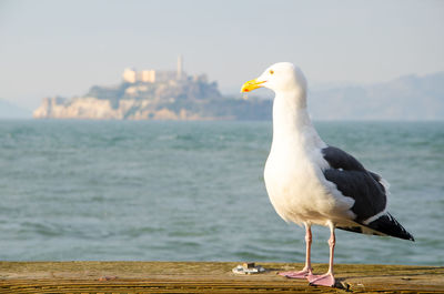 Close-up of seagull perching on wooden post