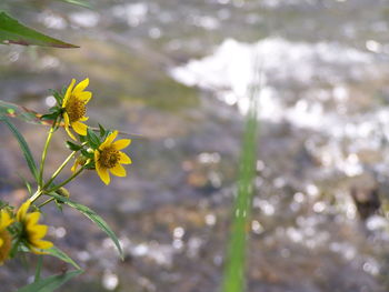 Close-up of yellow flowering plant