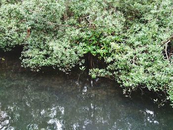 Trees by lake in forest