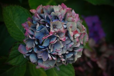 Close-up of hydrangea blooming outdoors