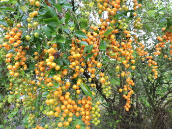 Close-up of fruits growing on tree