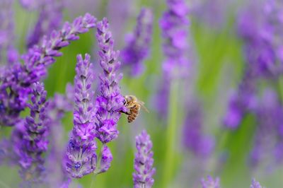 Close-up of bee pollinating on lavender