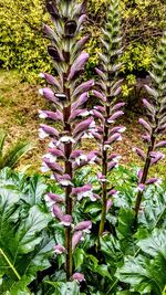 Close-up of purple flowers