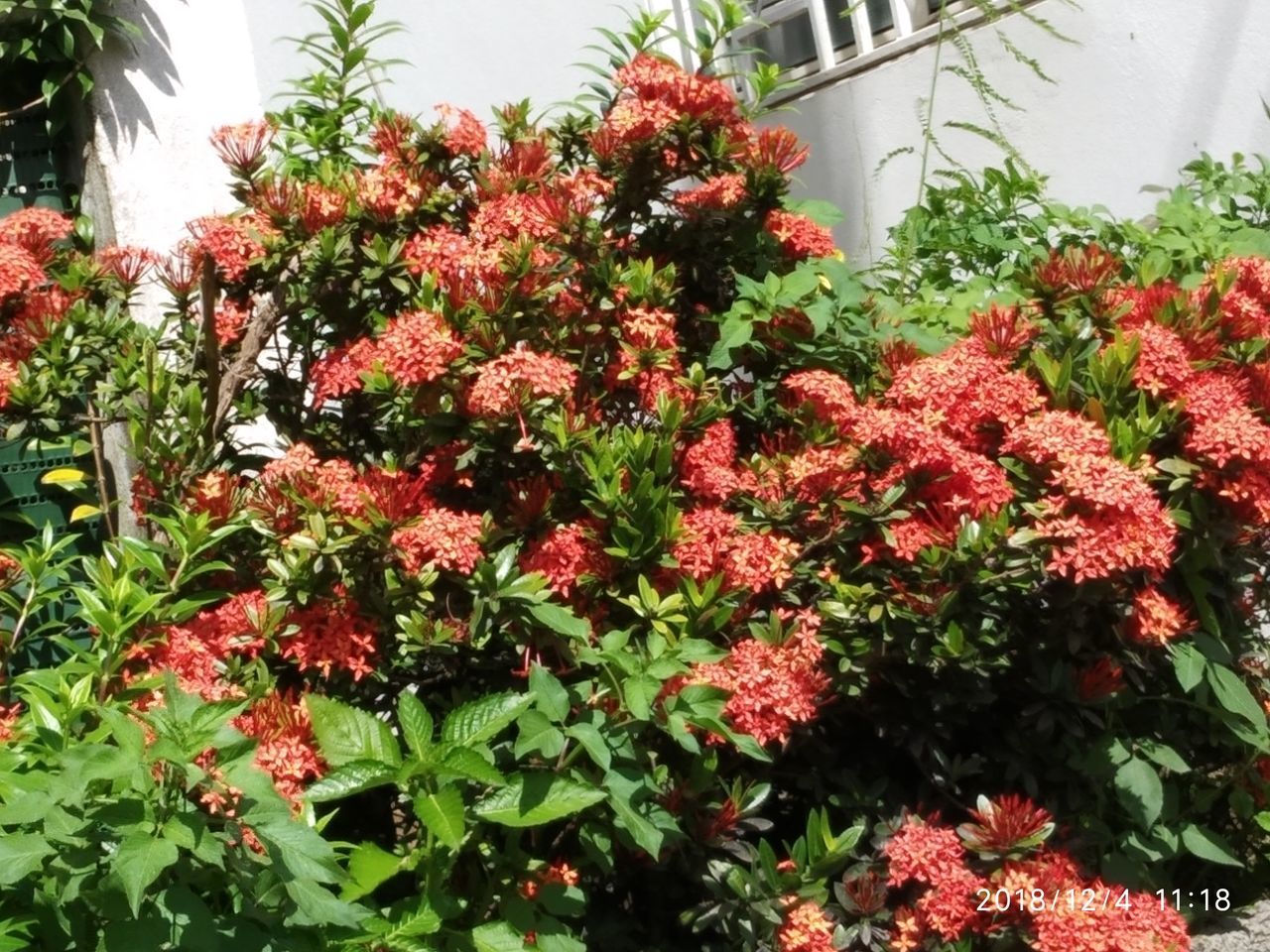 CLOSE-UP OF RED FLOWERING PLANTS WITH FLOWERS