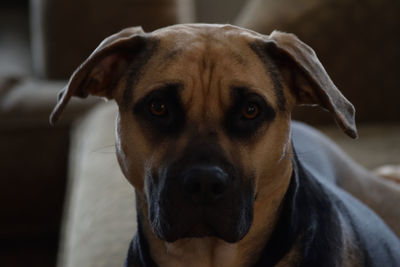 Close-up portrait of dog at home