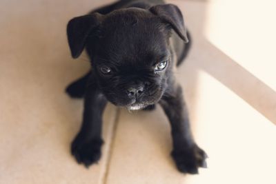 Portrait of black puppy