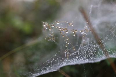 Close-up of water drops on spider web