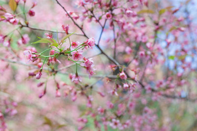 Close-up of pink cherry blossoms in spring