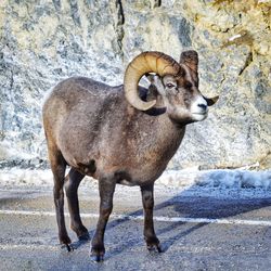 Portrait of bighorn sheep standing against wall