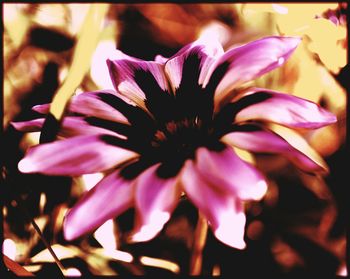 Close-up of pink flower