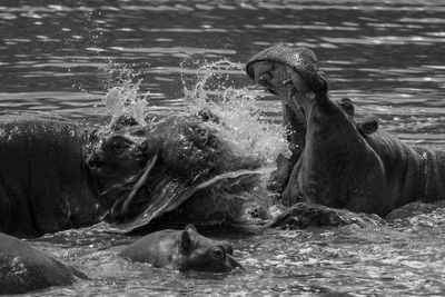 Mono close-up of hippos fighting in river