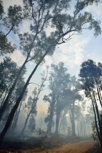 Low angle view of trees against sky