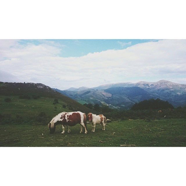 animal themes, domestic animals, livestock, mammal, grazing, horse, field, grass, landscape, mountain, sky, herbivorous, pasture, cow, standing, nature, tranquility, tranquil scene, mountain range, domestic cattle