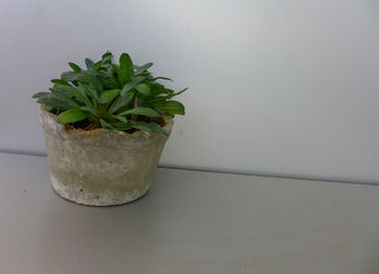 Close-up of potted plant on table against wall