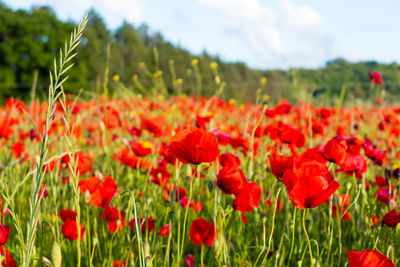 Close-up of red poppy flowers in field