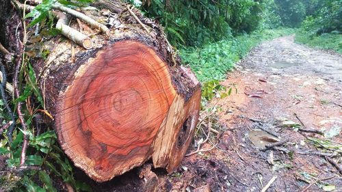 Close-up of tree stump in forest