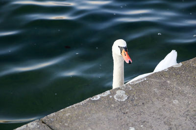 High angle view of swan floating on lake