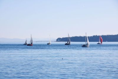 Sailboats sailing on sea against clear sky