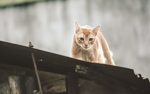 Portrait of cat sitting on railing