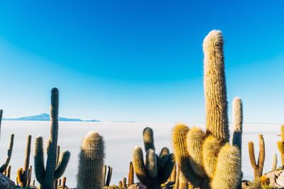 Panoramic view of cactus against blue sky