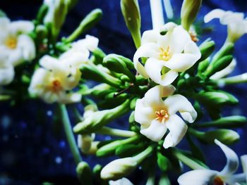 Close-up of white flowers blooming outdoors