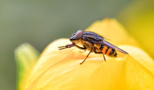 Close-up of insect on yellow flower