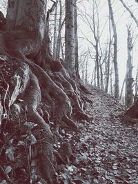 Bare trees in forest during winter