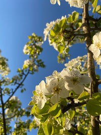 Low angle view of cherry blossom against clear sky