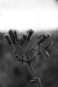 Close-up of wheat plant against sky