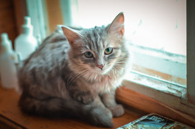 Portrait of cat sitting on floor at home