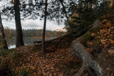 View of trees in forest